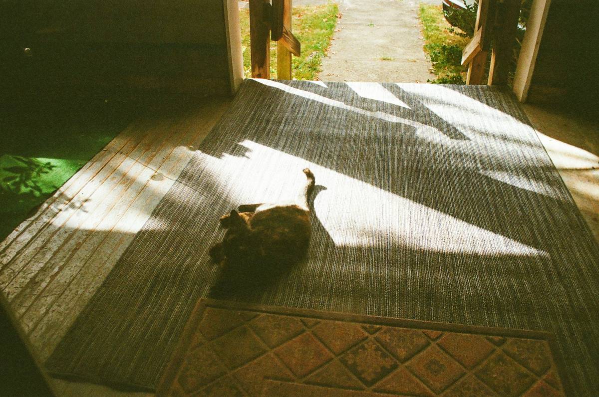 Cat sleeping on a rug in sunlight.